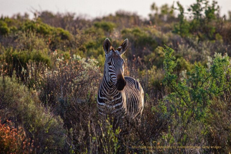 Mountain Zebras Cederberge