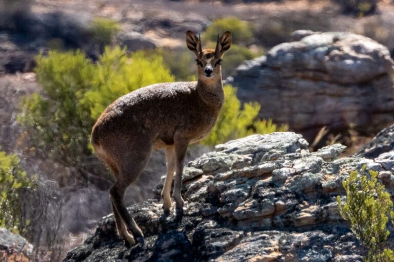 Klipspringer Cederberge - Photo by Willem van Zyl Getty Images
