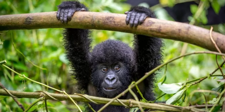 Baby Gorilla on one of the Gorilla Rwanda Safaris