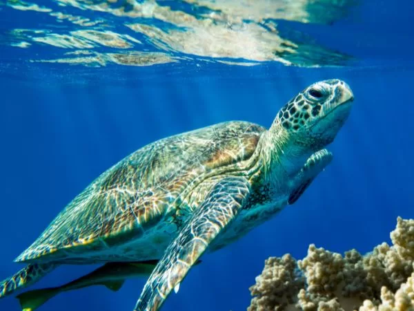 Caretta Caretta Turtle in Turkey