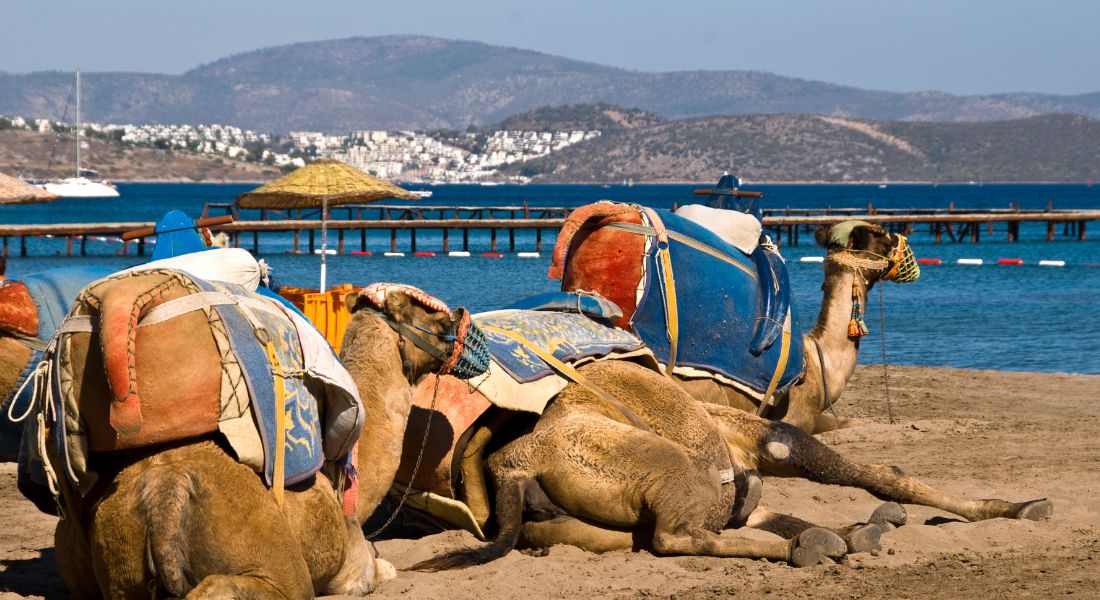 Bodrum Camel Beach, Blue waters with camels lying on the beach