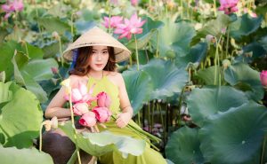 Vietnamese flower Lotus Lily Vietnamese national flower #Vietnamnationalflower