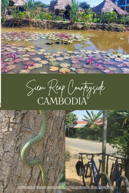 Cycling In the Siem Reap Countryside Cambodia - seeing Lily fields and even snakes in Cambodia