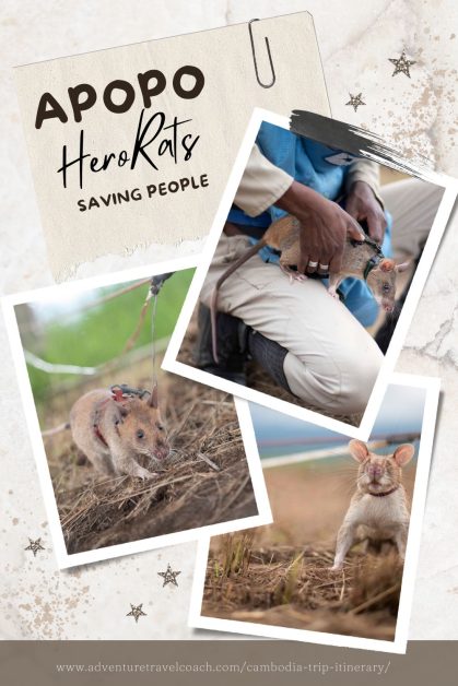 HeroRats with handler in Cambodia sniffing out Landmines saving people.