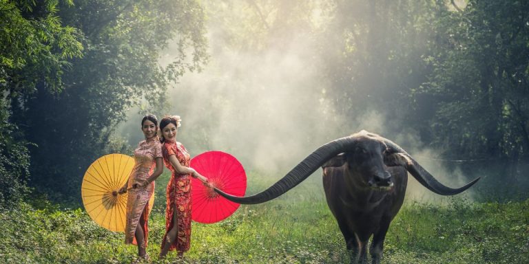 Wild water Buffalo Cambodia #asiabuffalo