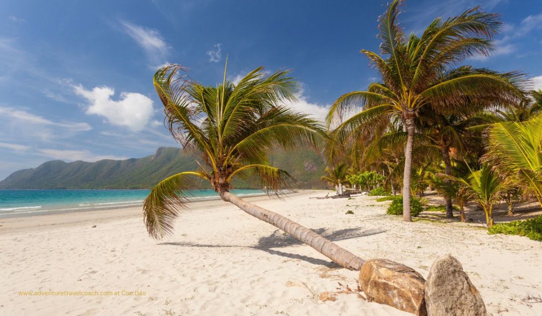 Swaying Palms and soft white sand on Con Dao beach Vietnam