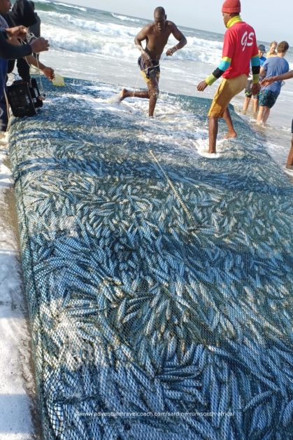 Sardine netting on KZN South Coast