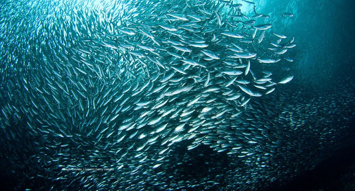 South Africa Sardine run KZN South Coast #Sardine run South Africa