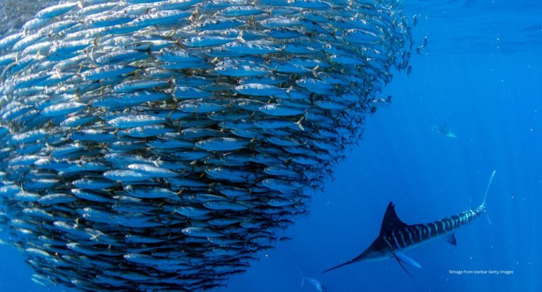 Striped Marlin and Sea Lion hunting in Sardine bait ball