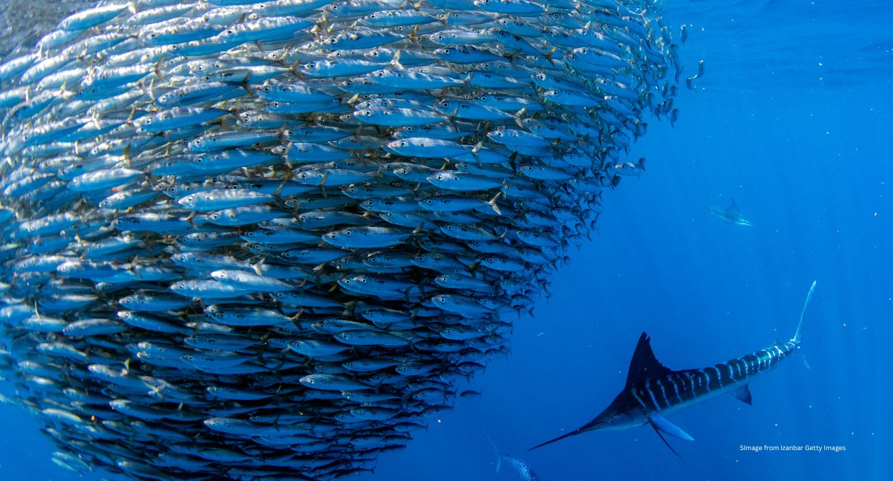 Striped Marlin and Sea Lion hunting in Sardine bait ball