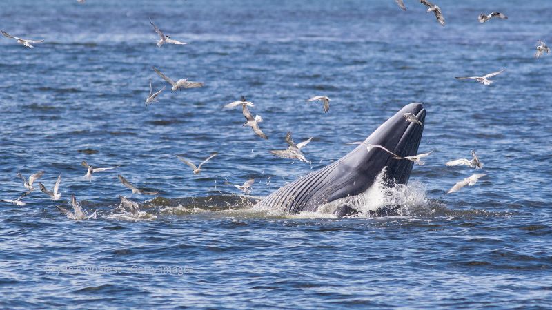 Bryde's Whale #African Whale