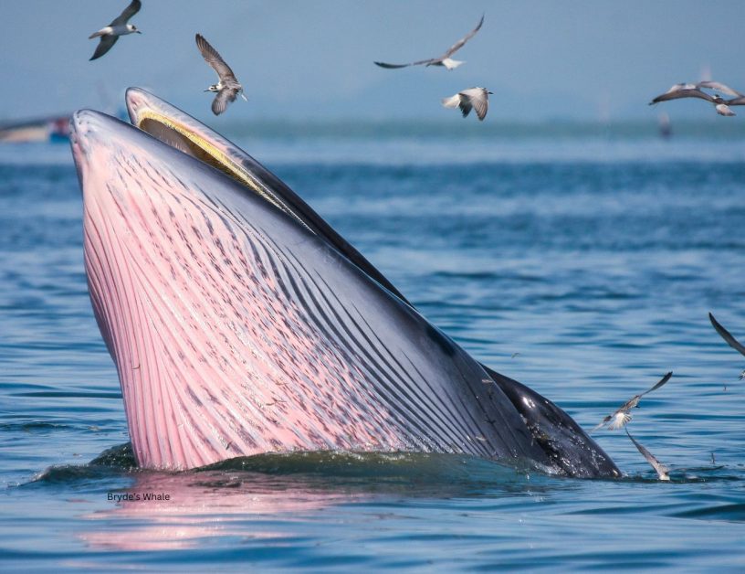 A Brydes Whale also known as Tropical whales