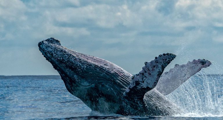 African whale Humpback Whale Breaching