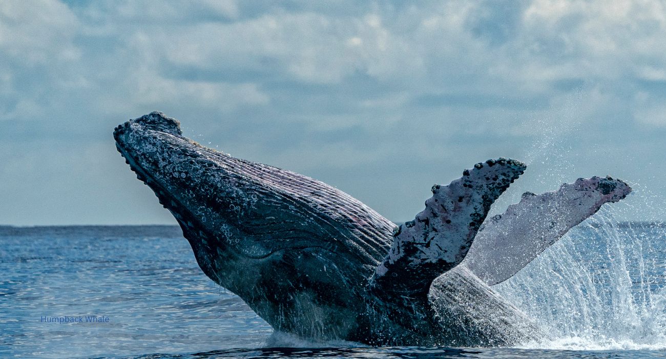 African whale Humpback Whale Breaching