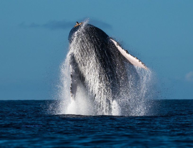 Cetacean Humpback breaching
