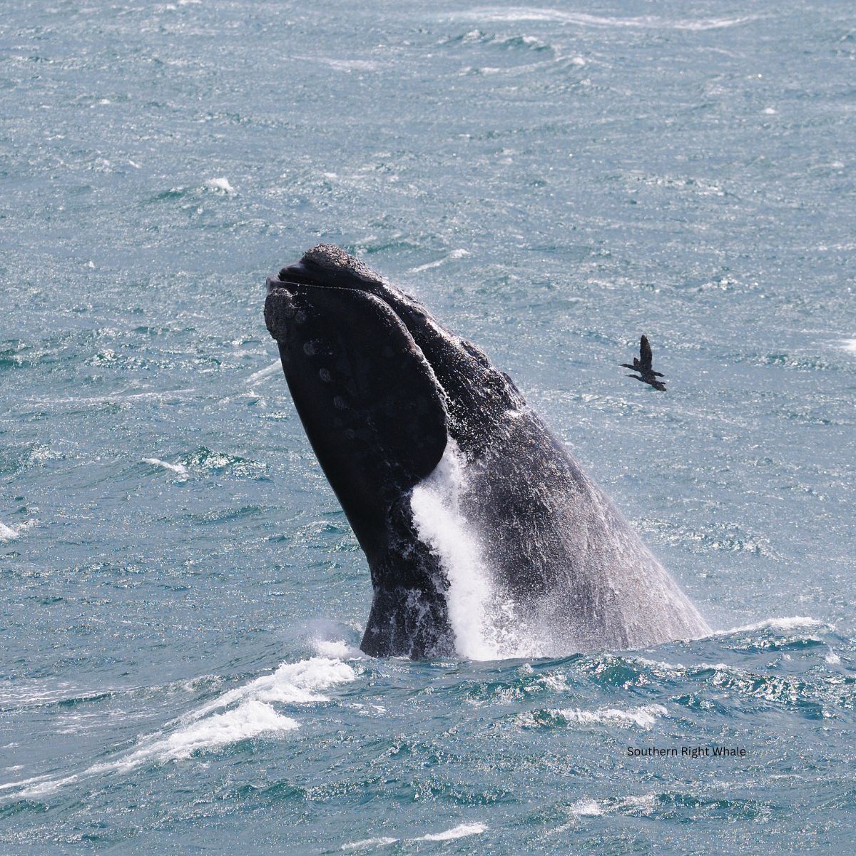 The Southern Right Whale South Africa