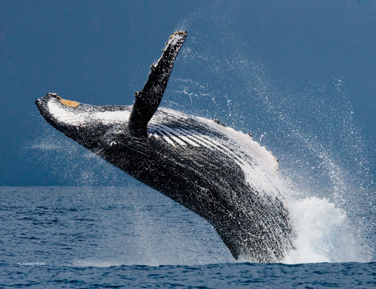 The Humpback South African Whales jumping