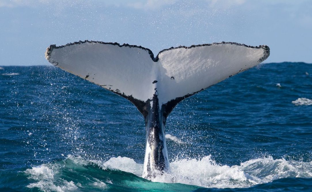 The Humpback Whale Tail sailing South Africa whale watching