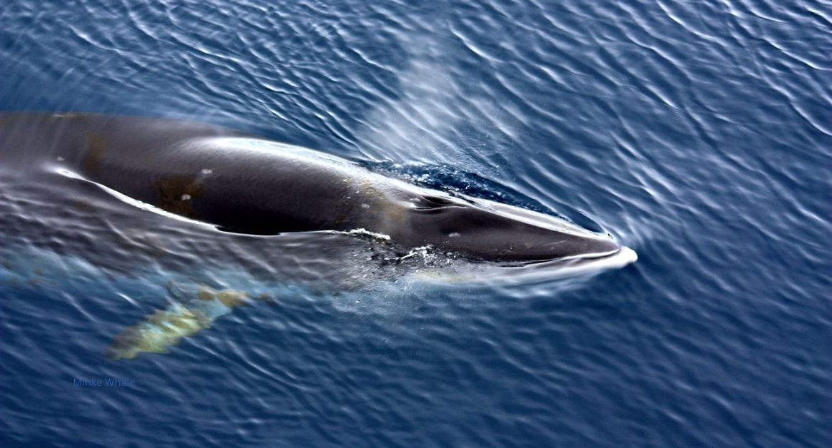 The Minky Whale, the smalles beleen and Cetacean swimming in ocean