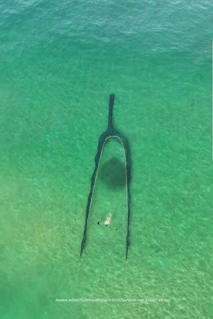 Sardine Run South Africa Netting procedure from above
