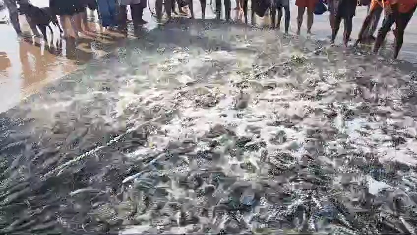Net with life Sardines after Sardine Run Netting