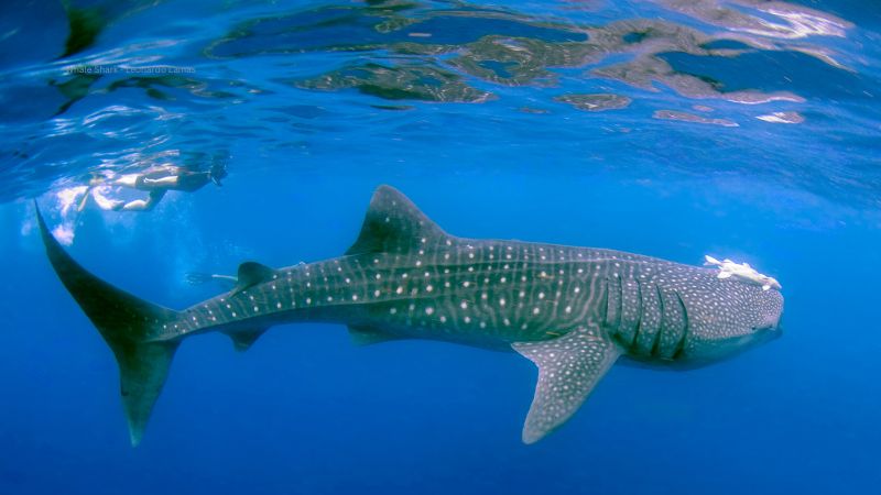 Whale Shark underwater