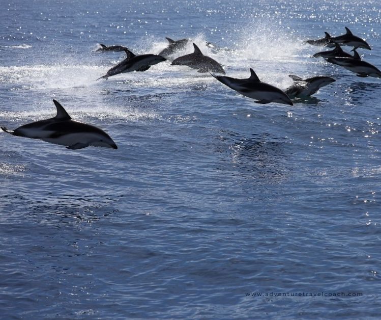 Dolphin pods on the South Coast KZN