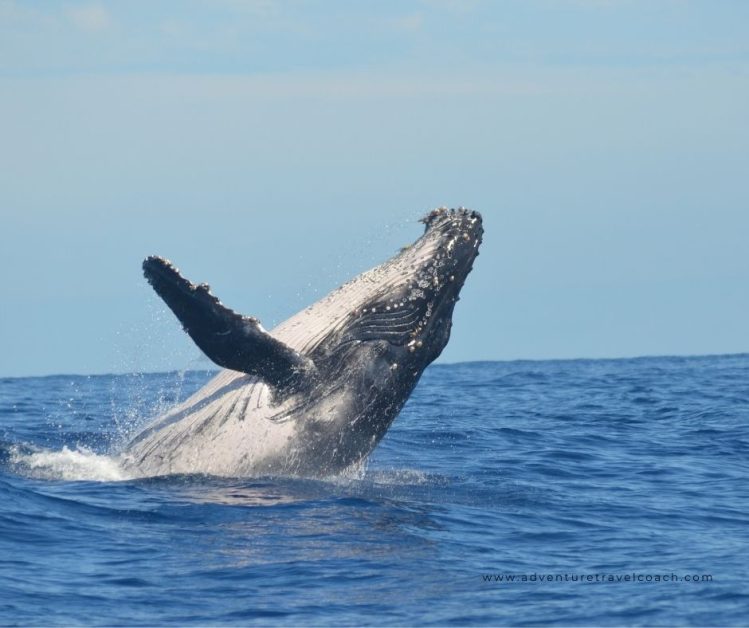 Humpback Whale jumping out of the water