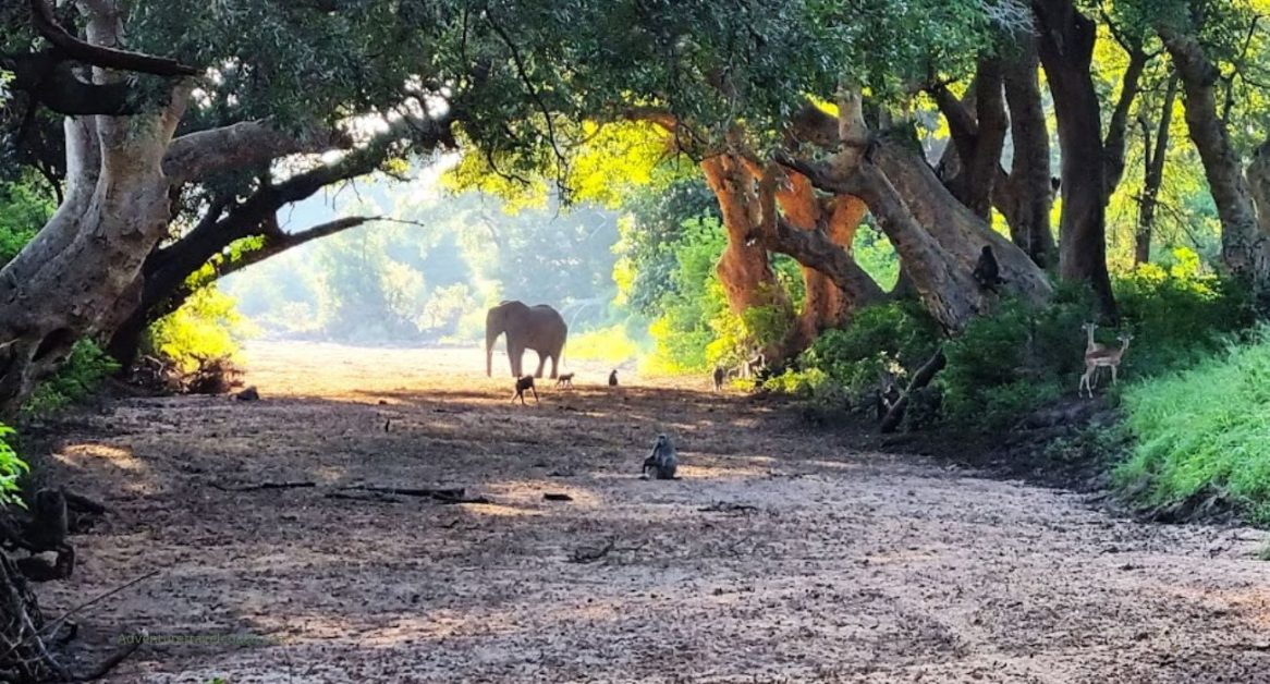 Mathikithi Wilderness trails Kruger National Park