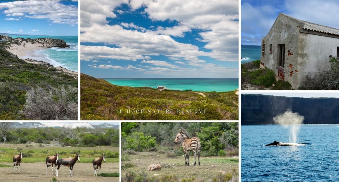 De Hoop Western cape nature reserves, whale, ocean, sand dunes, zebra and bontebok