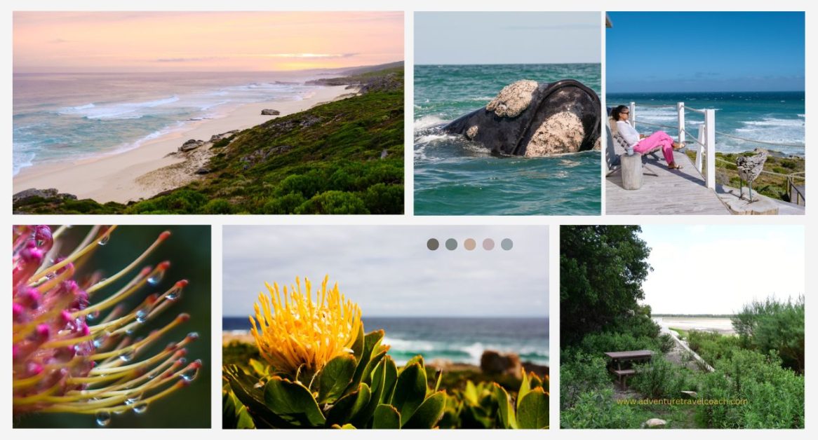 De Hoop Western Cape Nature Reserve Whales Proteas and scenery