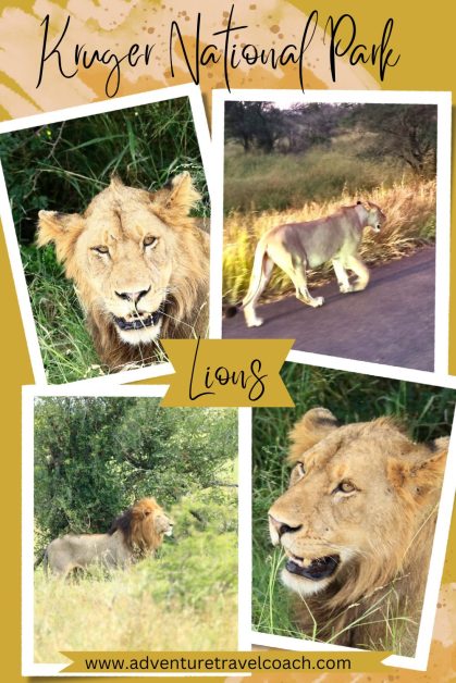 Lions in Kruger National Park