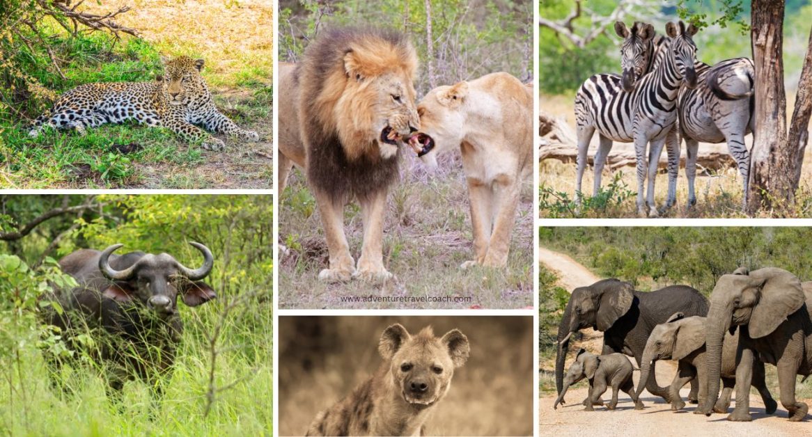 Wildlife in Kruger National Park Collage of wildlife in Kruger National Park, South Africa — elephants, lions, riverine forests, and savannah landscapes #Krugeranimals