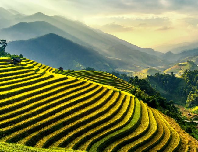 Rice terraces Sapa #sapariceterraces