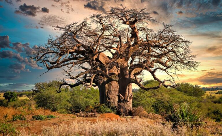 Baobab Tree in Limpopo South Africa #baobabtreejuice #southafrica #limpopo © Lucian Coman's
