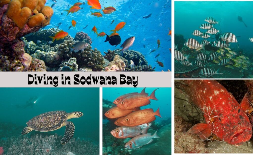 Marine life Sodwana Bay #Divinginsodwanabay #snorkelinginsodwanabay #divingsodwanabay #greenturtle #redrockcod