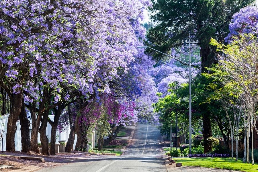 Jacaranda city Pretoria #Jacarandasinpretoria © getty images