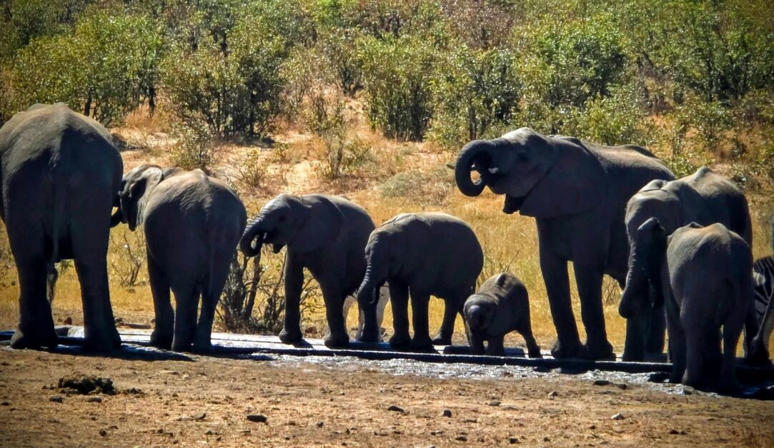 Capture unforgettable wildlife moments — from elephants at waterholes to leopards in trees National Parks South Africa #wildlife photography safari #africanelephants #limpoporegion #krugerelephants