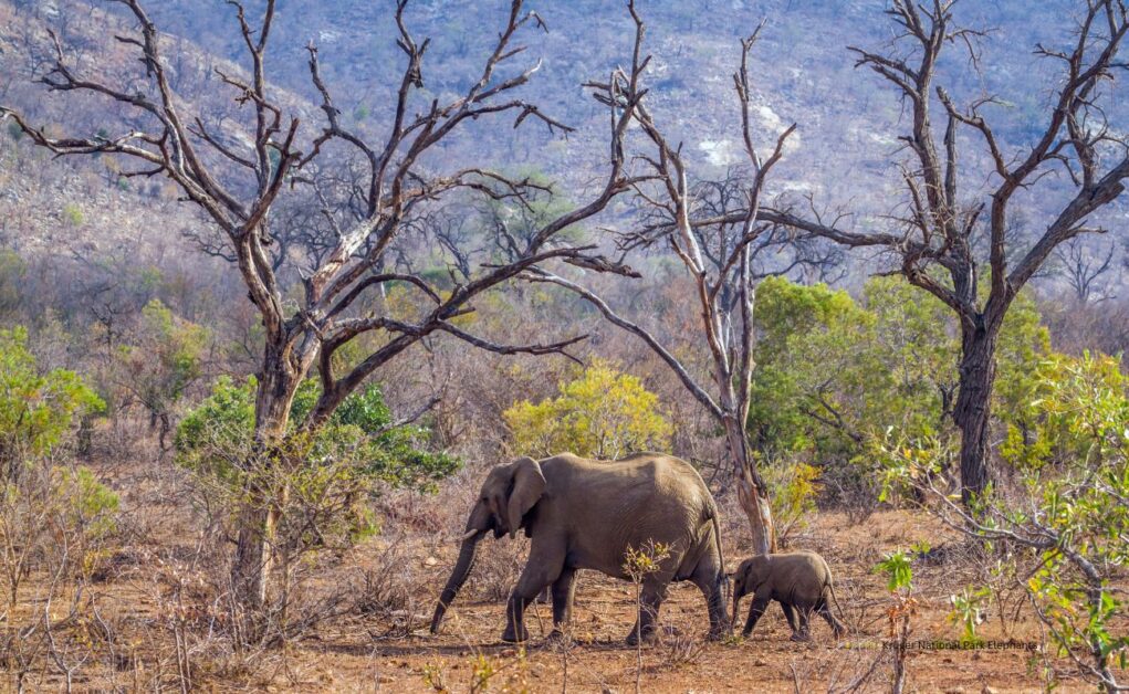 Kruger National Park Elephants #elephantbaby © getty images