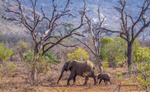 Kruger National Park Elephants #elephantbaby © getty images