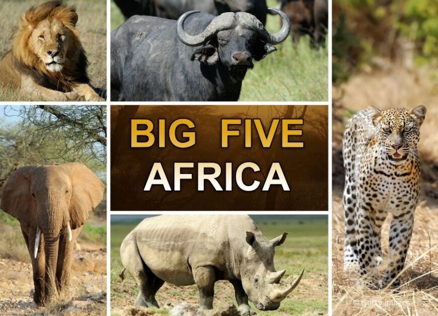 African game animals Big 5 KwaZulu Natal South Africa getty images