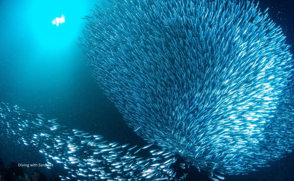 Sardine Migration South Africa #bestTimeforDivingtoseeSharks #sharkdiving divingWithSharks #DivingWithSardines