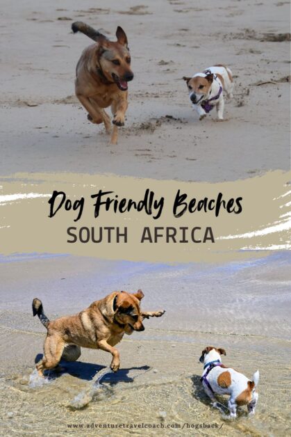Dogs playing on Dog friendly Beaches in South Africa #yellowsands #dogfriendlyspots #dogfriendlybeachesincapetown #DogfriendlyBeaches