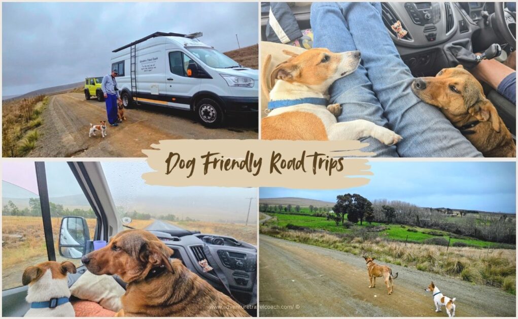 Road trip with dogs Rosy & Jockie - Dog friendly road trips South Africa #dogsonvacation #dogfriendlyroadtrips