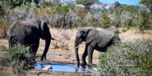 Hyena in elephant waterhole Kruger National Park #Krugersafari #selfdrivesafariinkruger #africanelephants #hyenasinkruger